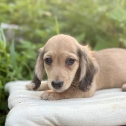 Logan is 5000dollars - Cream male Dachshund puppy in Crystal, Michigan from Mare-bella Dachshunds