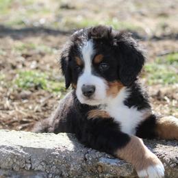 Bernedoodle and Bernese Mountain Dog Puppies from Faith and Family Farm
