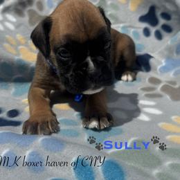 Sully - Fawn male Boxer puppy in Cicero, New York from MK Boxer Haven of CNY
