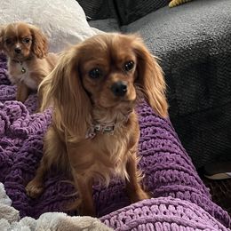 Pretzel - Cavalier King Charles Spaniel