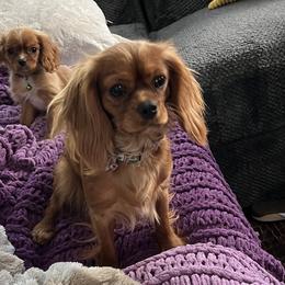 Pretzel - Cavalier King Charles Spaniel