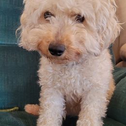 Molly - Maltipoo