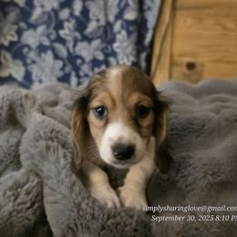 Dopey - Cream male Dachshund puppy in Willard, Utah from Simply Sharing Love