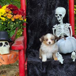 Gretel - Red merle female Miniature Australian Shepherd puppy in Gainesboro, Tennessee from Family Tradition