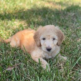 Blue - Apricot male Goldendoodle puppy in Spring, Texas from The Doodle Den