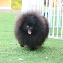 Widow - Pomeranian