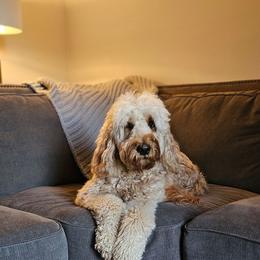 Sadie - Goldendoodle
