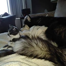 Siberian Husky Puppies from Xk siberians