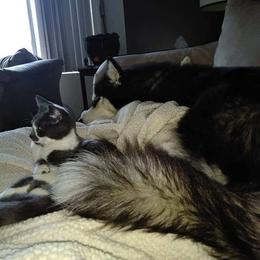 Siberian Husky Puppies from Xk siberians