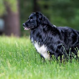 Dash - Australian Shepherd