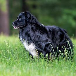 Dash - Australian Shepherd