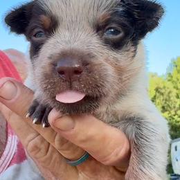 Girl 2 - Blue female Australian Cattle Dog puppy in Morton, Mississippi from Heart K Kennels