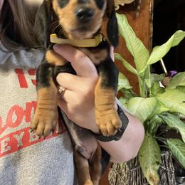 Dachshund Puppies from EB's Cajun Lil' Doxies