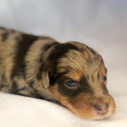 Lurvey - Red merle male Aussiedoodle puppy in Orleans, Indiana from Mae Blossom Puppies