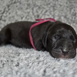 Bulleit - Black and white female Great Dane puppy in Chapmansboro, Tennessee from Balthrop Bend Farms