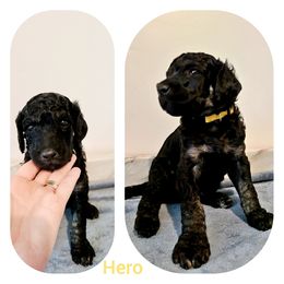 Poodle Puppies from Paw Print Poodles