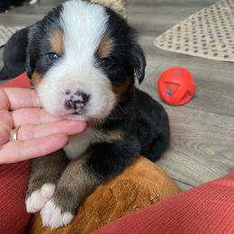 Maddox - Tri-color male Bernese Mountain Dog puppy in Rural Retreat, Virginia from Bernese Bunker