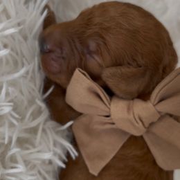 Brown - Red  male Goldendoodle puppy in Richmond, Texas from Harper’s Heartbeats