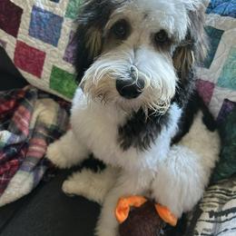 Aussiedoodle and Bernedoodle Puppies from Jupiter Doodles