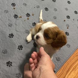 Black Russian Terrier and Cavalier King Charles Spaniel Puppies from Ocean Gem & Guardian Bears