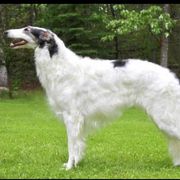 Borzoi All Grown Up from Summerlane Borzoi