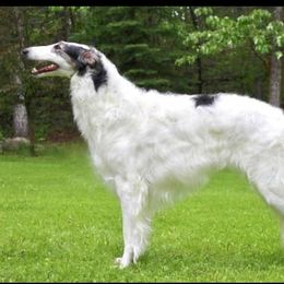 Borzoi All Grown Up from Summerlane Borzoi