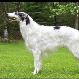 Borzoi All Grown Up from Summerlane Borzoi