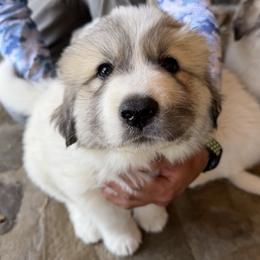 Miss Lime Green - White and badger female Great Pyrenees puppy in Sapphire, North Carolina from Sapphire Valley Great Pyrenees