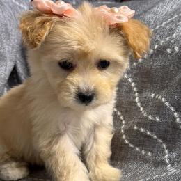 Zoey - Apricot female Maltipoo puppy in Bakersfield, California from Silvia's Maltipoos