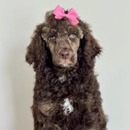 Pink - Sable female Poodle puppy in Twin Lake, Michigan from Paige's Poodles