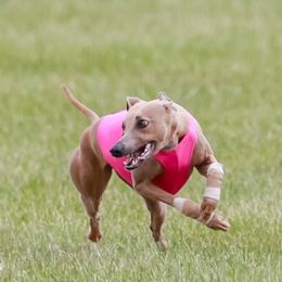 Keegan - Whippet