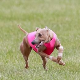 Keegan - Whippet