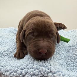 Green - Chocolate male Labrador Retriever puppy in Heath Springs, South Carolina from Rich Hill Retrievers
