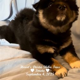Imoto (Lil Sis) - Black and tan female Shiba Inu puppy in Derby, Kansas from Heart’s Desire Shiba Inus