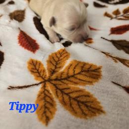Tippy - Red sable female Havanese puppy in Trinity, Alabama from Tooties Cuties Havanese