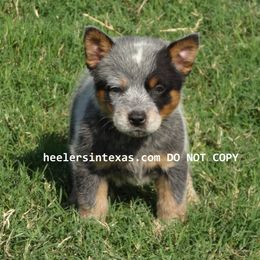 Australian Cattle Dog and Pembroke Welsh Corgi Puppies from Heelers in Texas