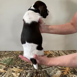 German Shorthaired Pointer Puppies from Jessica Johnson