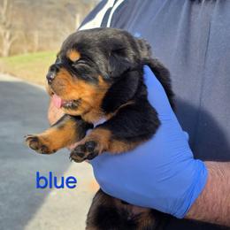 Boy 3 - Black and tan male Rottweiler puppy in Stanton, Kentucky from Vom Hause Alistair