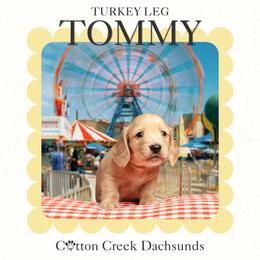 Tommy - Cream male Dachshund puppy in Jenks, Oklahoma from Cotton Creek Dachshunds