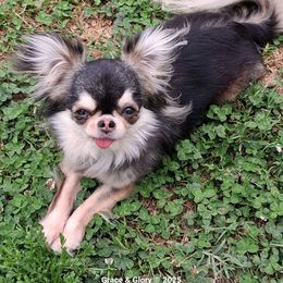 Samson - Chihuahua