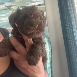 Male 1 - Liver male Miniature Schnauzer puppy in Pearland, Texas from K & S Schnauzers