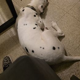 Dalmatian Puppies from America's Dalmatian Friends