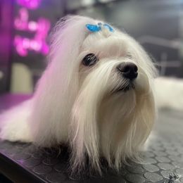 Maltese and Maltipoo All Grown Up from Iuliia Savisheva