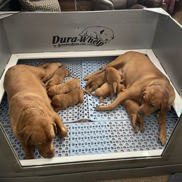 Labrador Retriever Puppies from Susan Burkey