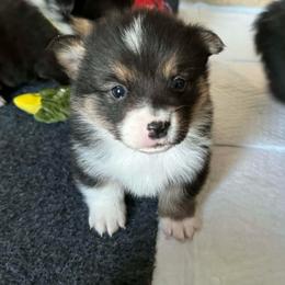 Tiny Tim - Black and tan male Pembroke Welsh Corgi puppy in Nortonville, Kansas from Low Riders Corgis & Mini Aussies