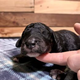 Aussiedoodle Puppies from Scruffypups