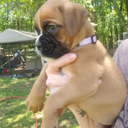Boxer Puppies from SmashBox Kennel