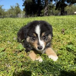 Artemis - Black tri male Miniature American Shepherd puppy in Ballico, California from SierraVu Minis