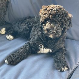 Goldendoodle and Poodle Puppies from Nini's Poodles and Doodles of St. Johns Co.