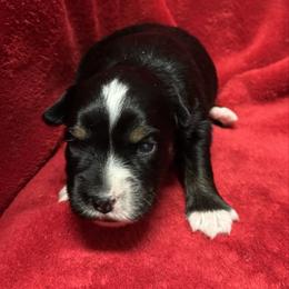 Black Tri - Black tri male Toy Australian Shepherd puppy in Billings, Montana from Chapman's Aussies